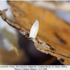 colias aurorina ovum